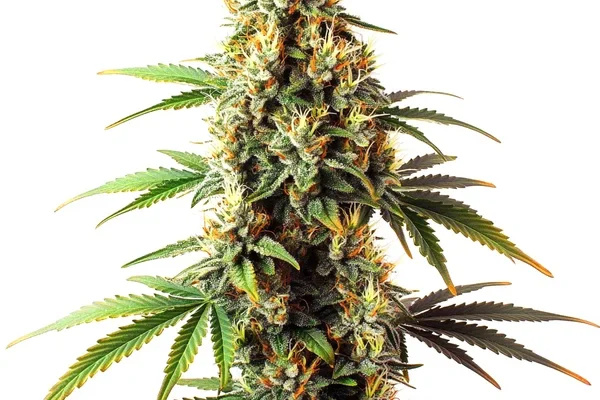 Black Domina Regulär (Blimburn Seeds) – offizielles Produktbild