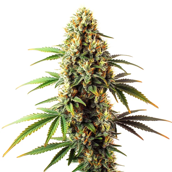 Black Domina Regulär (Blimburn Seeds) – offizielles Produktbild