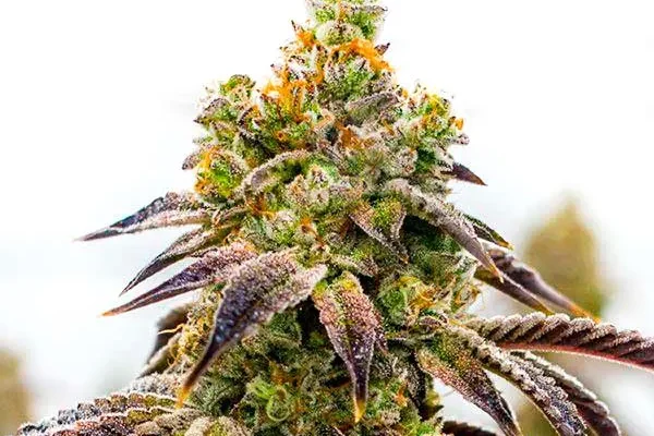 Black Domina x Afghan Kush (Blimburn Seeds) – offizielles Produktbild