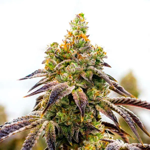 Black Domina x Afghan Kush (Blimburn Seeds) – offizielles Produktbild