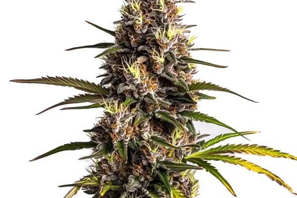 Black Domina x Banana Kush (Blimburn Seeds) – offizielles Produktbild