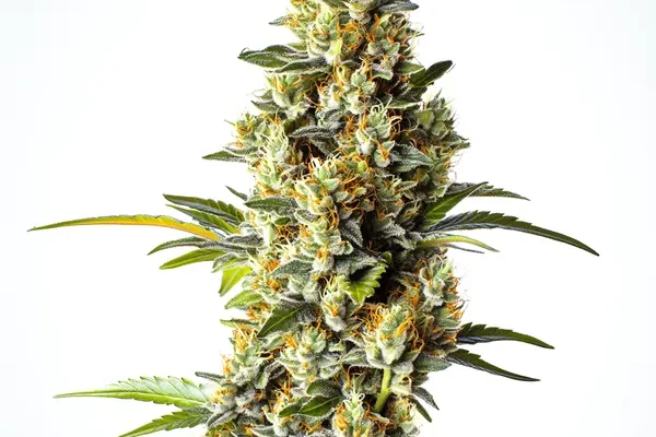 Black Domina x Scott's OG (Blimburn Seeds) – offizielles Produktbild