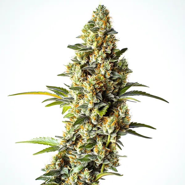 Black Domina x Scott's OG (Blimburn Seeds) – offizielles Produktbild