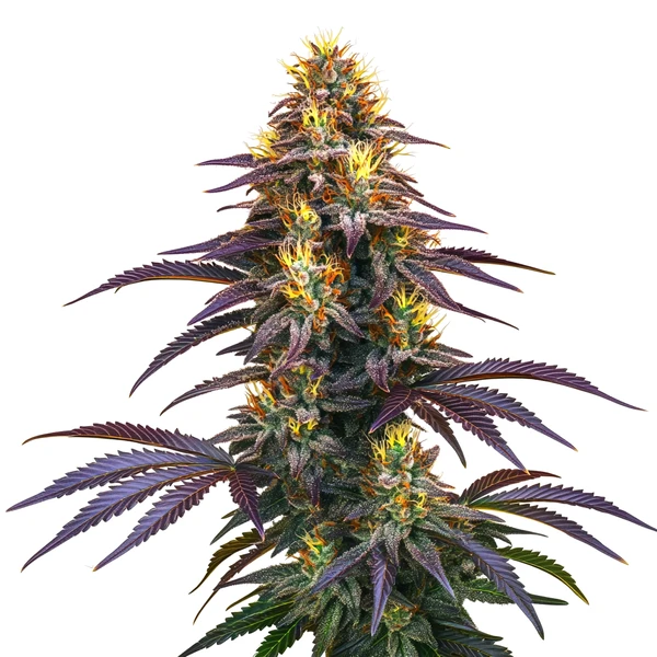 Black Domina (Blimburn Seeds) – offizielles Produktbild