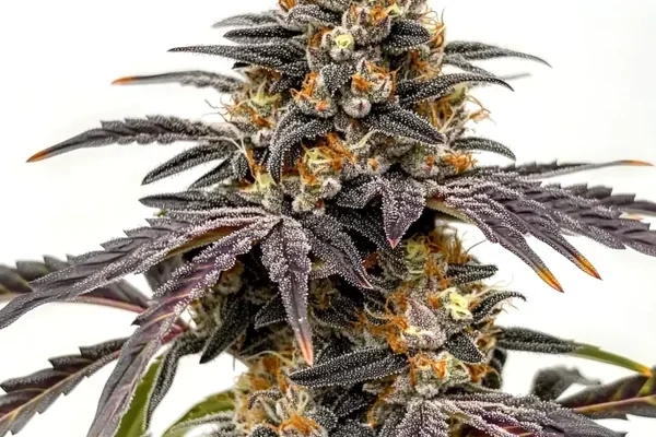 Black Hulk (Blimburn Seeds) – offizielles Produktbild
