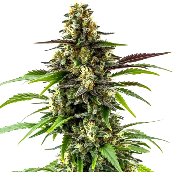 Black Jack (Blimburn Seeds) – offizielles Produktbild