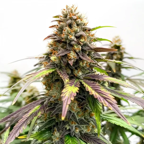 Black Water Purple OG Cheese (Blimburn Seeds) – offizielles Produktbild