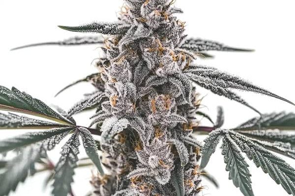 Black Widow (Blimburn Seeds) – offizielles Produktbild