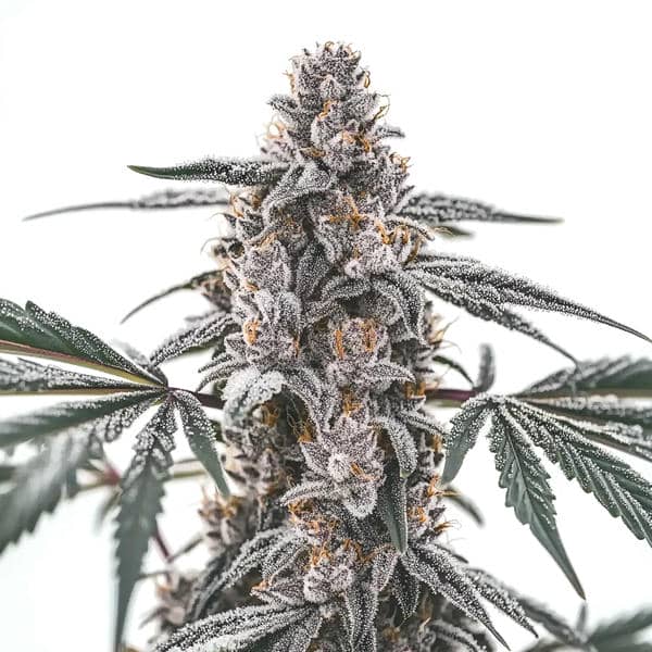 Black Widow (Blimburn Seeds) – offizielles Produktbild