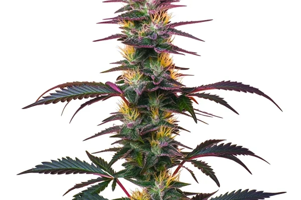 BlackBerry Auto (Blimburn Seeds) – offizielles Produktbild