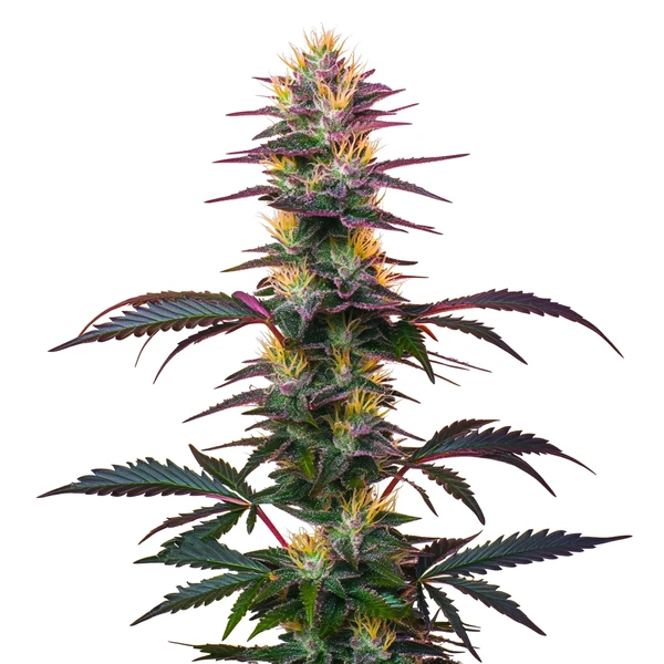 BlackBerry Auto (Blimburn Seeds) – offizielles Produktbild