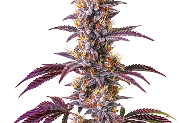 Blackberry Kush (Blimburn Seeds) – offizielles Produktbild