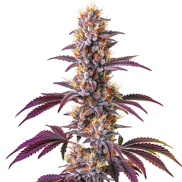 Blackberry Kush (Blimburn Seeds) – offizielles Produktbild