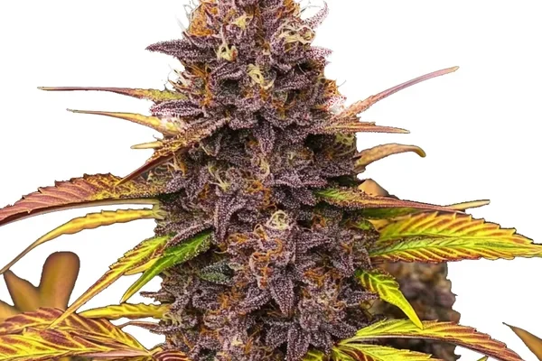 Blackberry Pie (Blimburn Seeds) – offizielles Produktbild