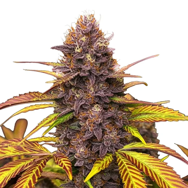 Blackberry Pie (Blimburn Seeds) – offizielles Produktbild