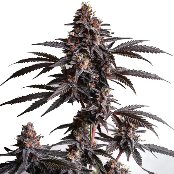 Blood Diamond OG (Blimburn Seeds) – offizielles Produktbild