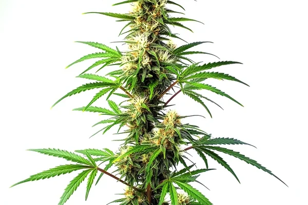 Blue Amnesia Auto (Blimburn Seeds) – offizielles Produktbild
