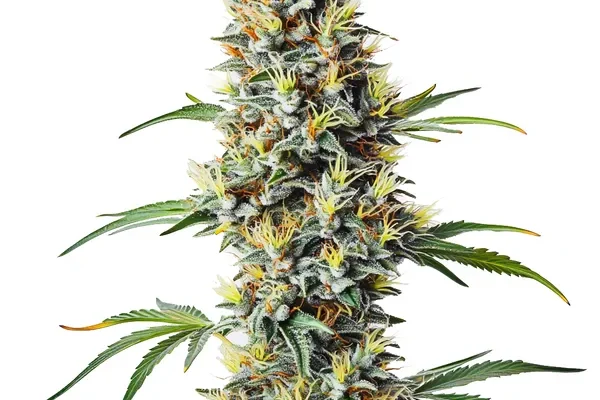 Blue Amnesia Regulär (Blimburn Seeds) – offizielles Produktbild