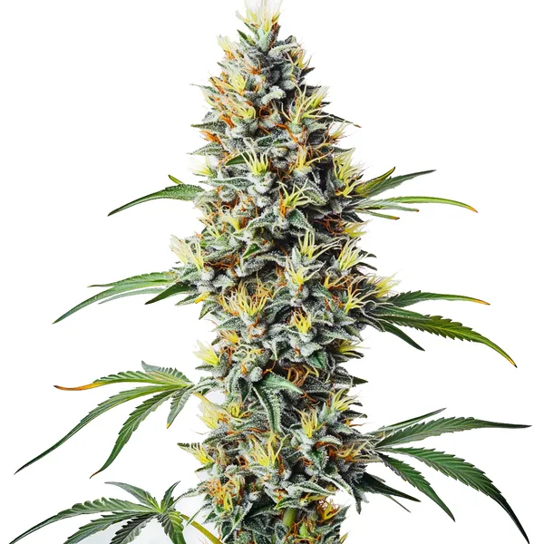Blue Amnesia Regulär (Blimburn Seeds) – offizielles Produktbild