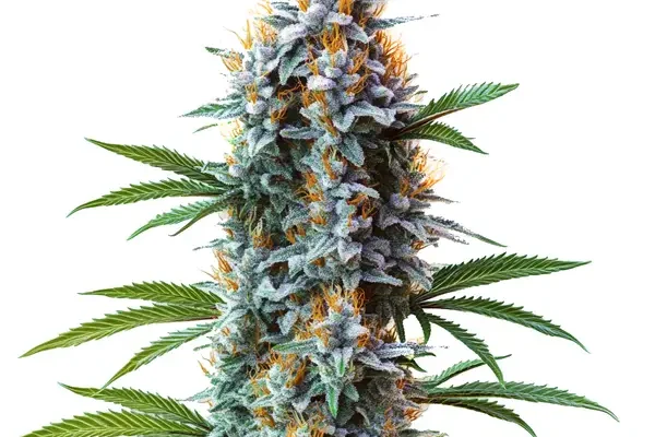 Blue Cheese (Blimburn Seeds) – offizielles Produktbild