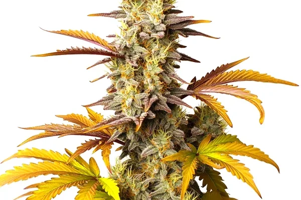 Blue Cheese Auto (Blimburn Seeds) – offizielles Produktbild