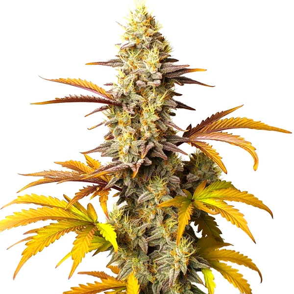Blue Cheese Auto (Blimburn Seeds) – offizielles Produktbild