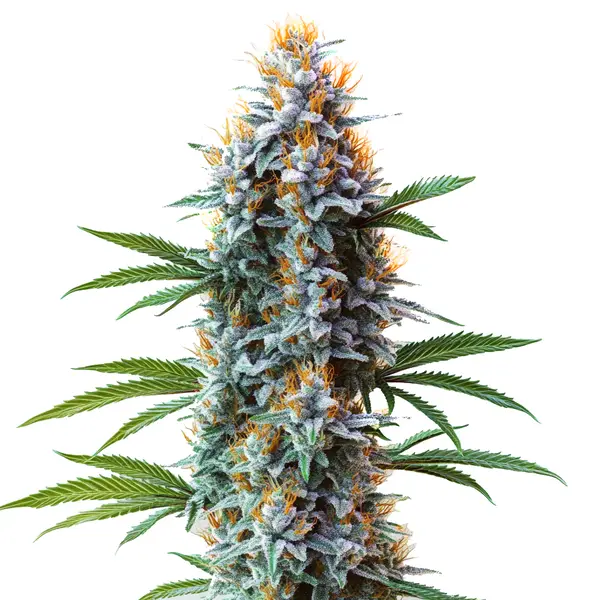 Blue Cheese (Blimburn Seeds) – offizielles Produktbild