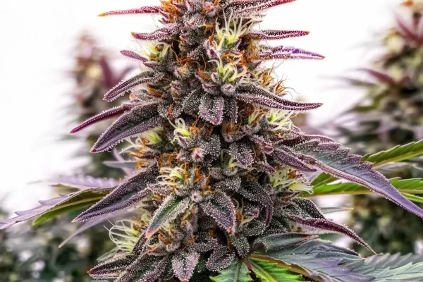 Blue Colombian Kush (Blimburn Seeds) – offizielles Produktbild