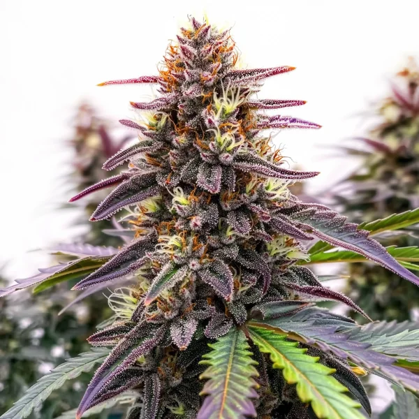Blue Colombian Kush (Blimburn Seeds) – offizielles Produktbild