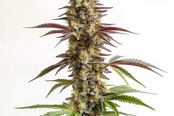 Blue Cookies (Blimburn Seeds) – offizielles Produktbild