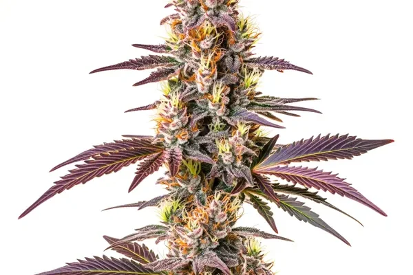 Blue Cookies Schnellversion (Blimburn Seeds) – offizielles Produktbild