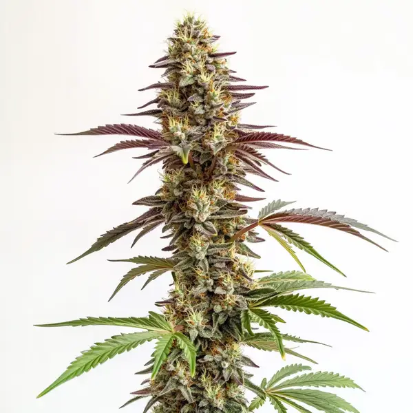 Blue Cookies (Blimburn Seeds) – offizielles Produktbild