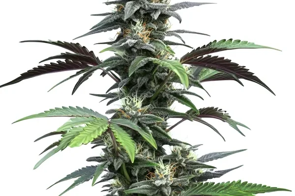 Blue Fruit Auto (Blimburn Seeds) – offizielles Produktbild