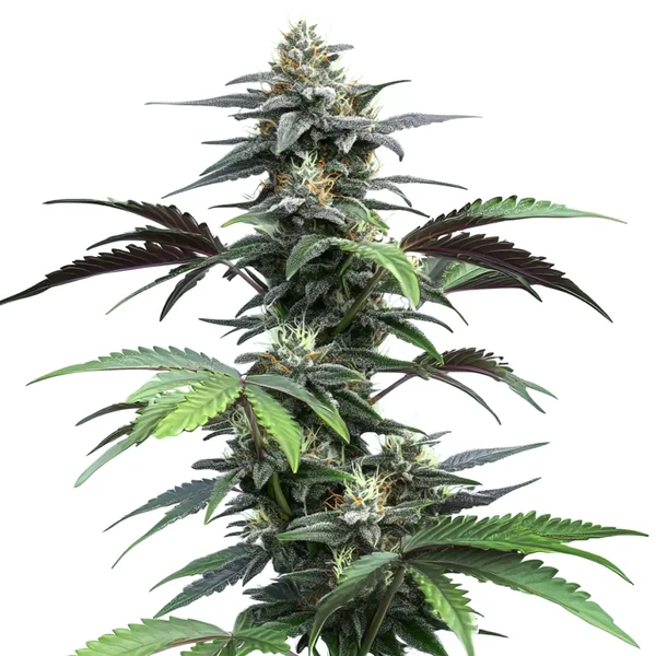 Blue Fruit Auto (Blimburn Seeds) – offizielles Produktbild