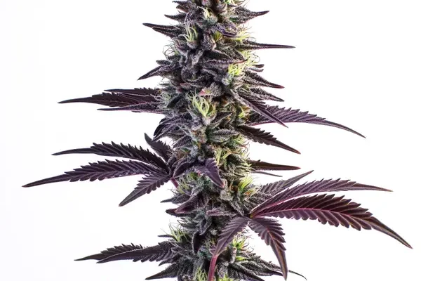 Blue Grape Fuel (Blimburn Seeds) – offizielles Produktbild