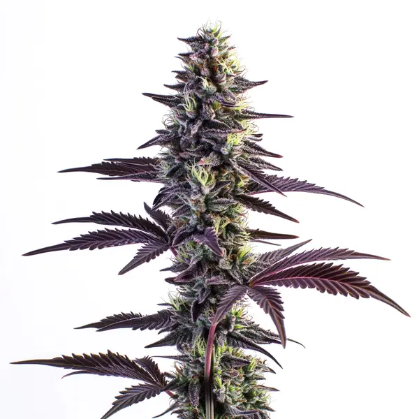 Blue Grape Fuel (Blimburn Seeds) – offizielles Produktbild