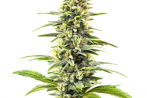 Blue Haze (Blimburn Seeds) – offizielles Produktbild