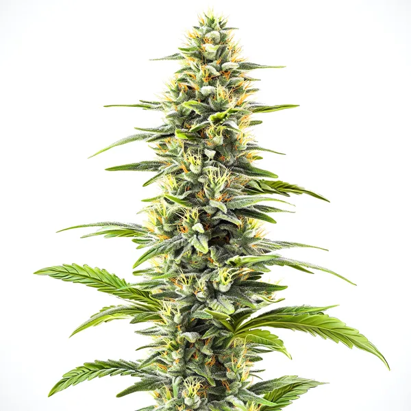 Blue Haze (Blimburn Seeds) – offizielles Produktbild
