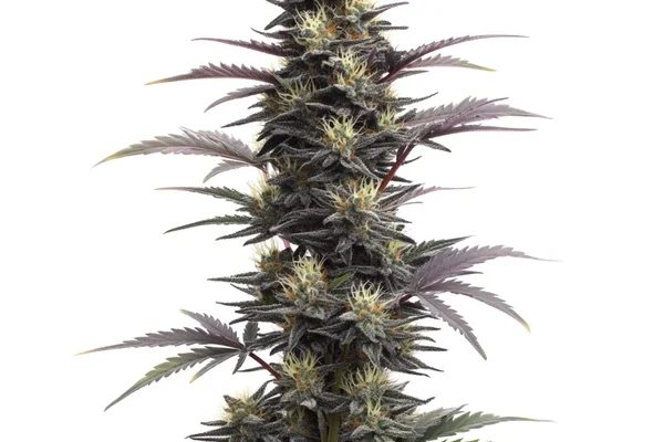 Blue Head Band Auto (Blimburn Seeds) – offizielles Produktbild