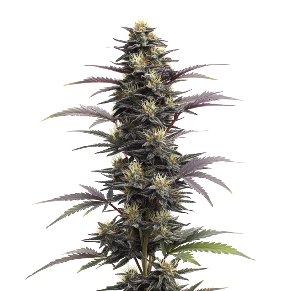 Blue Head Band Auto (Blimburn Seeds) – offizielles Produktbild
