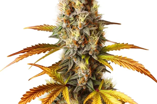 Blue HeadBand (Blimburn Seeds) – offizielles Produktbild