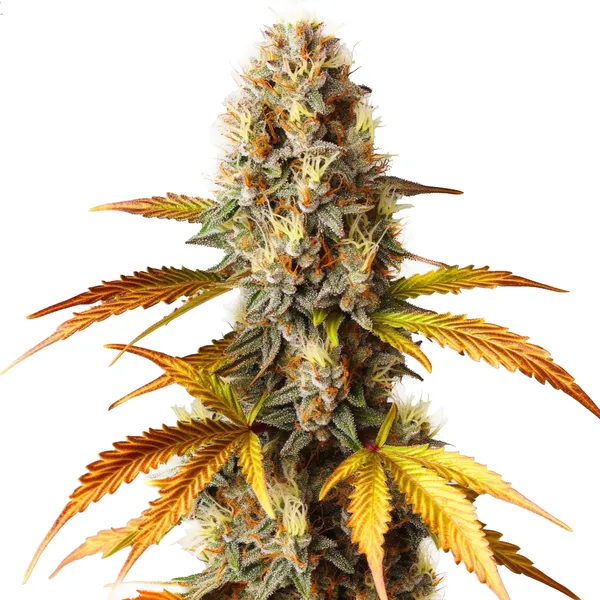Blue HeadBand (Blimburn Seeds) – offizielles Produktbild