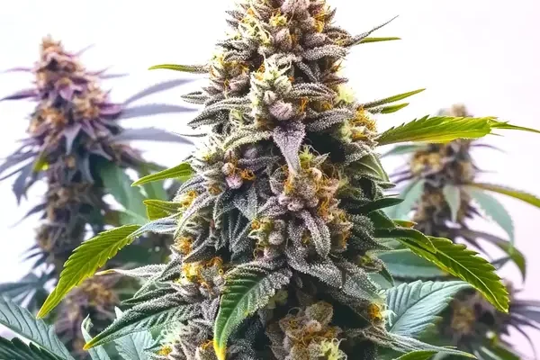 Blue Moonrocks (Blimburn Seeds) – offizielles Produktbild