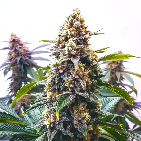 Blue Moonrocks (Blimburn Seeds) – offizielles Produktbild