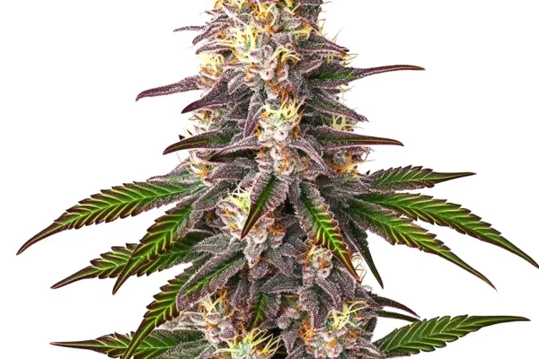 Blue OG (Blimburn Seeds) – offizielles Produktbild