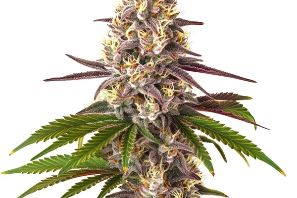 Blue OG Regulär (Blimburn Seeds) – offizielles Produktbild