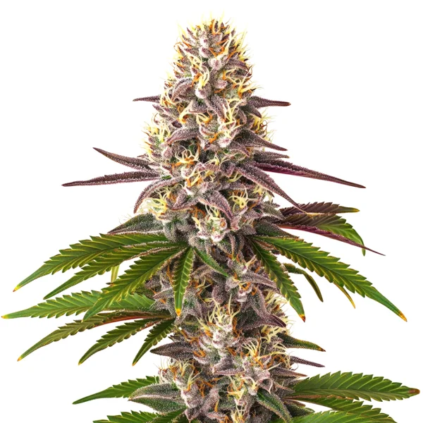 Blue OG Regulär (Blimburn Seeds) – offizielles Produktbild