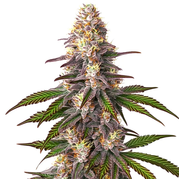 Blue OG (Blimburn Seeds) – offizielles Produktbild