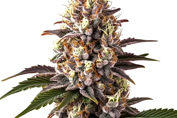 Blue Widow (Blimburn Seeds) – offizielles Produktbild