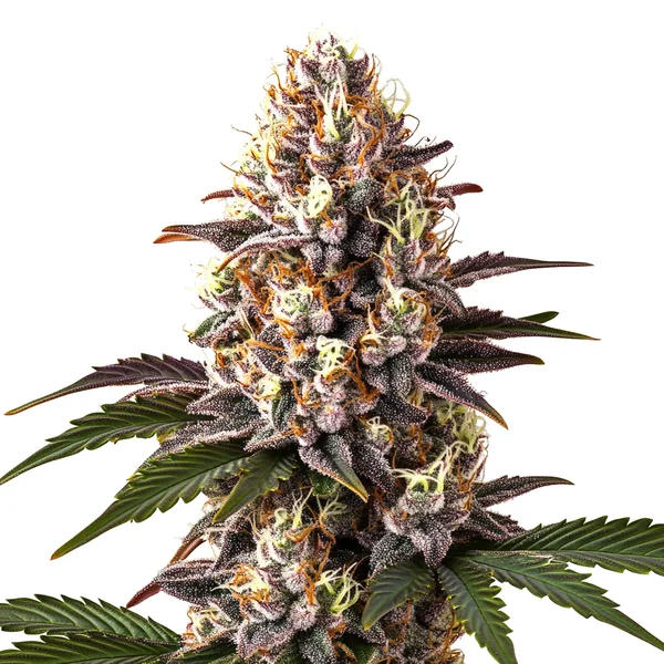 Blue Widow (Blimburn Seeds) – offizielles Produktbild